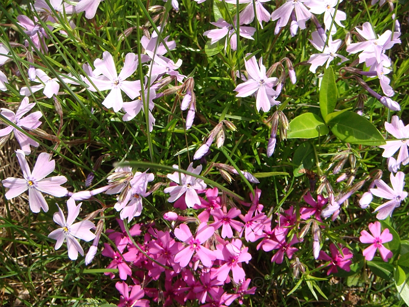 58 Nancy's Garden [2009 May 10].JPG - Nancy's Garden.